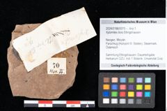 Foto (Objekt + Etikett) von Xylomites ilicis Ettingshausen (NHMW-GEO-2024-0188-0070)